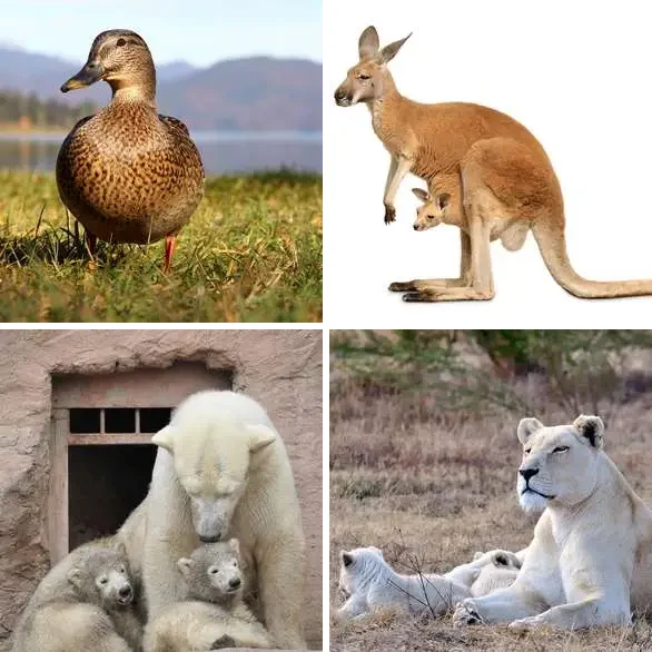 4 images 1 mot 7 lettres : solution FEMELLE