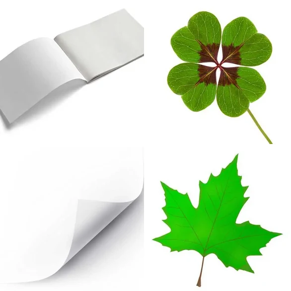 4 images 1 mot 7 lettres : solution FEUILLE