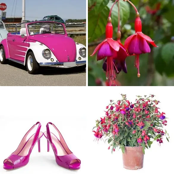 4 images 1 mot 7 lettres : solution FUCHSIA