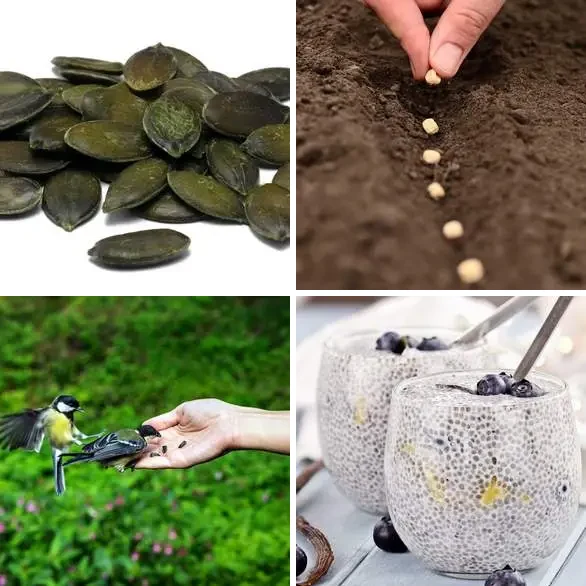 4 images 1 mot 7 lettres : solution GRAINES
