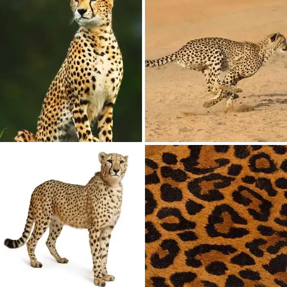 4 images 1 mot 7 lettres : solution GUEPARD