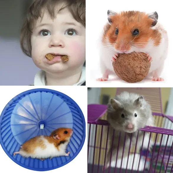 4 images 1 mot 7 lettres : solution HAMSTER