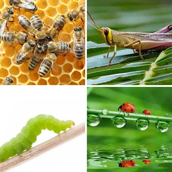 4 images 1 mot 7 lettres : solution INSECTE