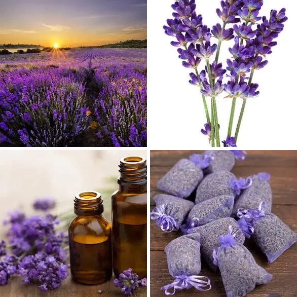 4 images 1 mot 7 lettres : solution LAVANDE