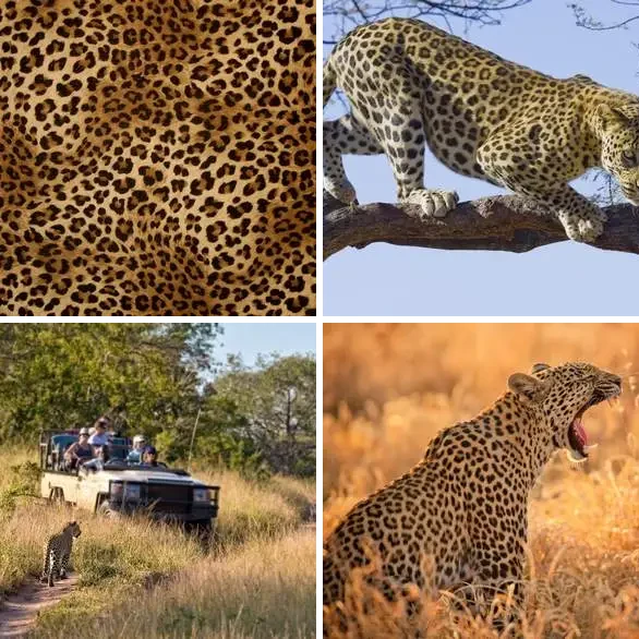 4 images 1 mot 7 lettres : solution LEOPARD