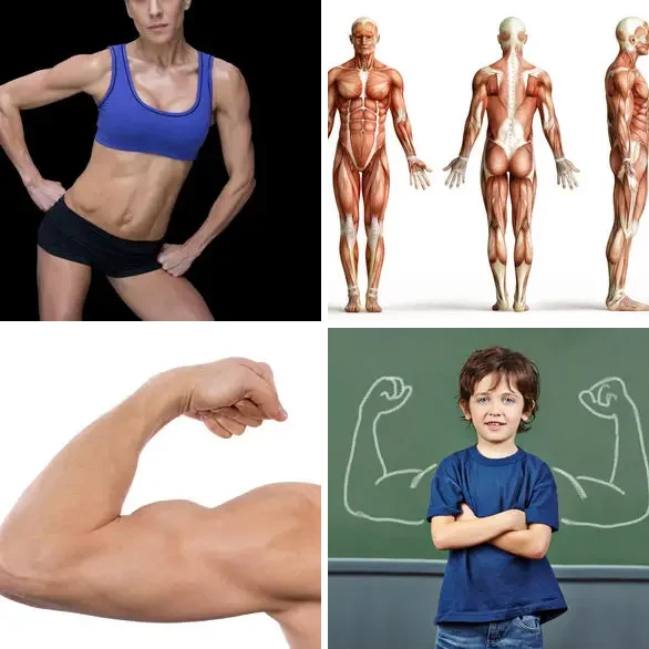4 images 1 mot 7 lettres : solution MUSCLES