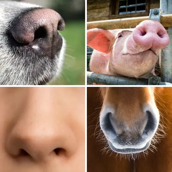 4 images 1 mot 7 lettres : solution NARINES