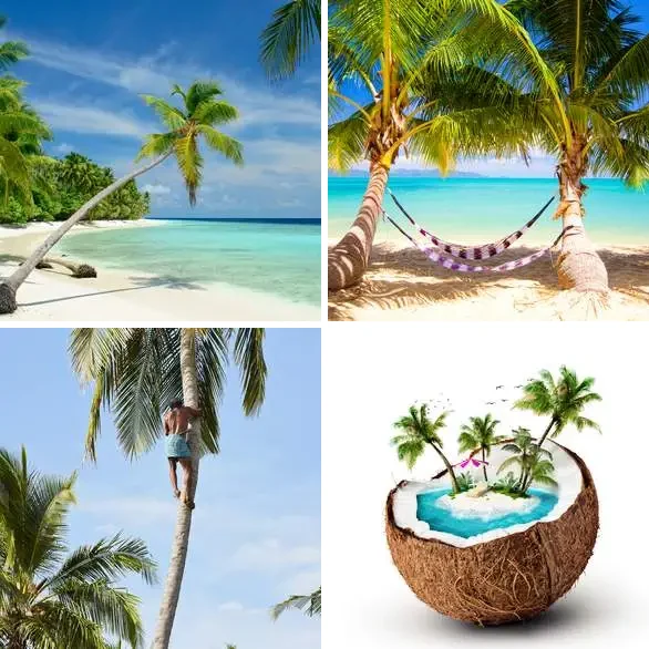 4 images 1 mot 7 lettres : solution PALMIER