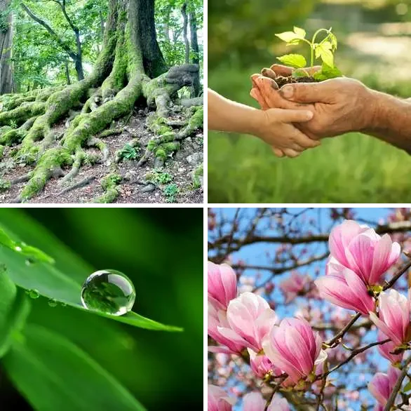 4 images 1 mot 7 lettres : solution PLANTES