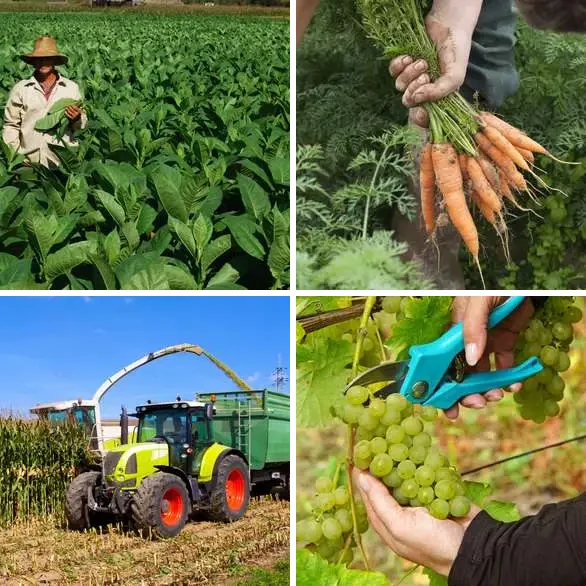 4 images 1 mot 7 lettres : solution RECOLTE
