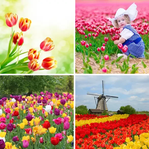 4 images 1 mot 7 lettres : solution TULIPES