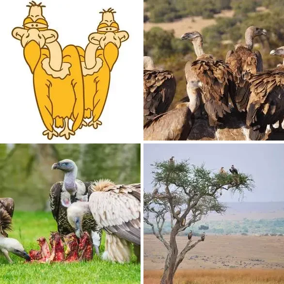 4 images 1 mot 7 lettres : solution VAUTOUR