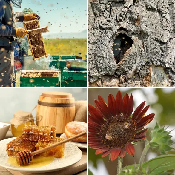 4 images 1 mot 8 lettres : solution ABEILLES