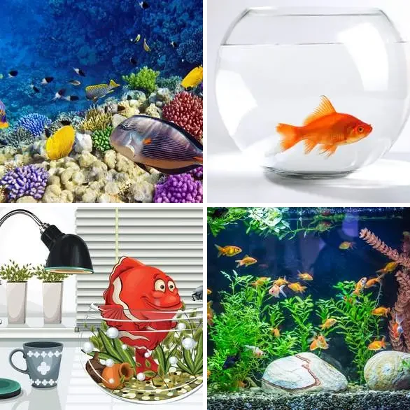 4 images 1 mot 8 lettres : solution AQUARIUM