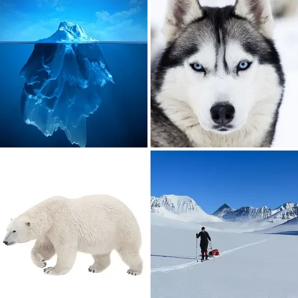 4 images 1 mot 8 lettres : solution ARCTIQUE