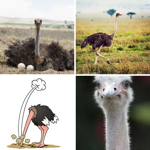 4 images 1 mot 8 lettres : solution AUTRUCHE