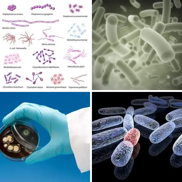 4 images 1 mot 8 lettres : solution BACTERIE
