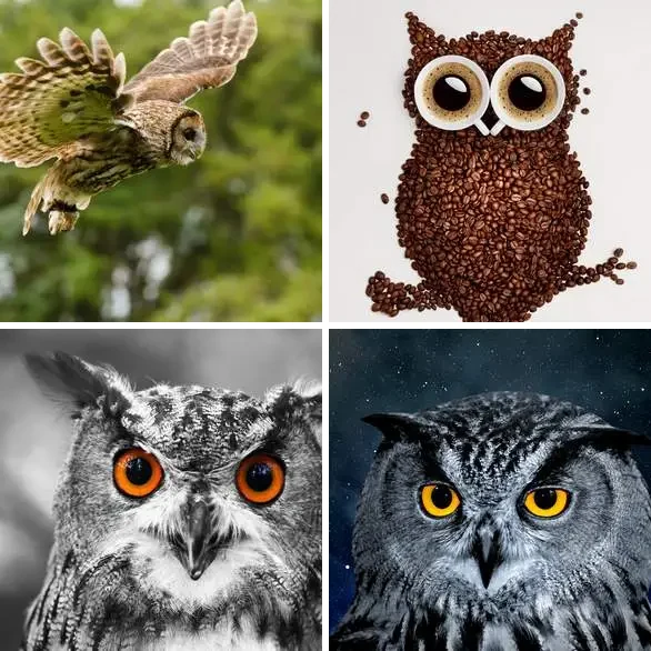 4 images 1 mot 8 lettres : solution CHOUETTE