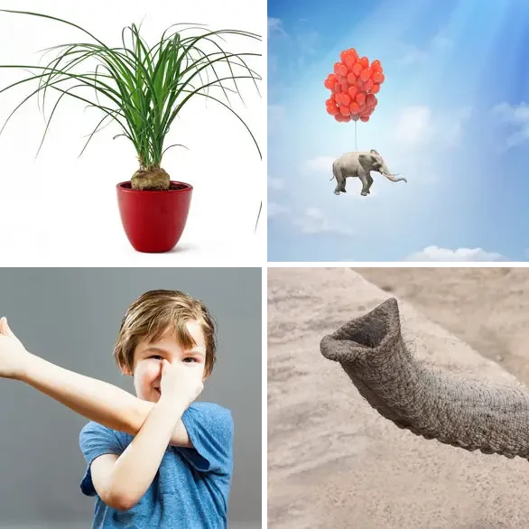 4 images 1 mot 8 lettres : solution ELEPHANT