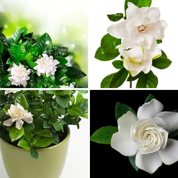 4 images 1 mot 8 lettres : solution GARDENIA