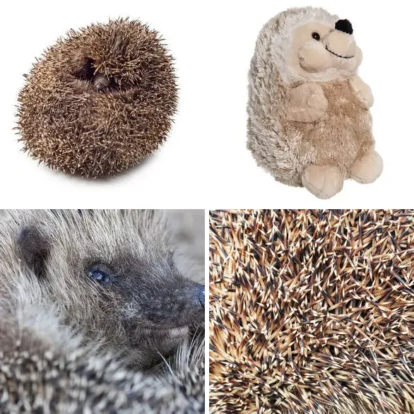 4 images 1 mot 8 lettres : solution HERISSON