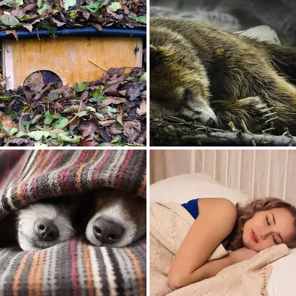4 images 1 mot 8 lettres : solution HIBERNER