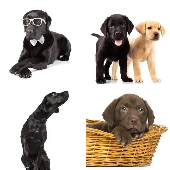 4 images 1 mot 8 lettres : solution LABRADOR