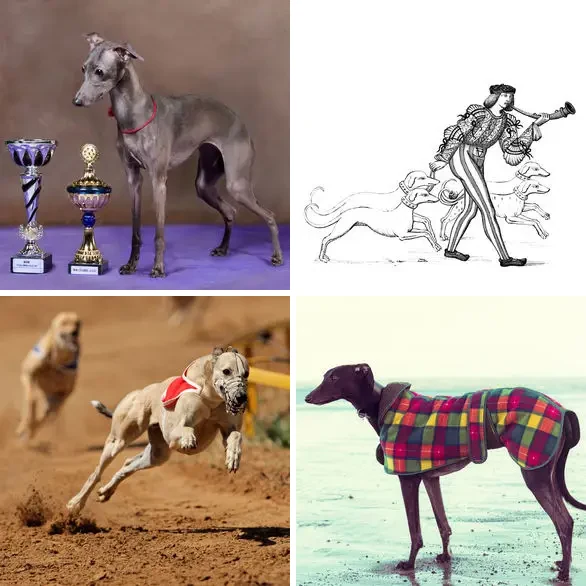 4 images 1 mot 8 lettres : solution LEVRETTE