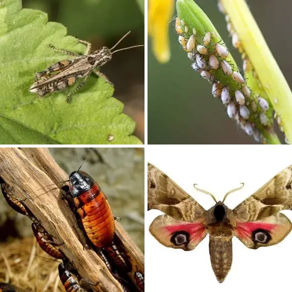 4 images 1 mot 8 lettres : solution NUISIBLE