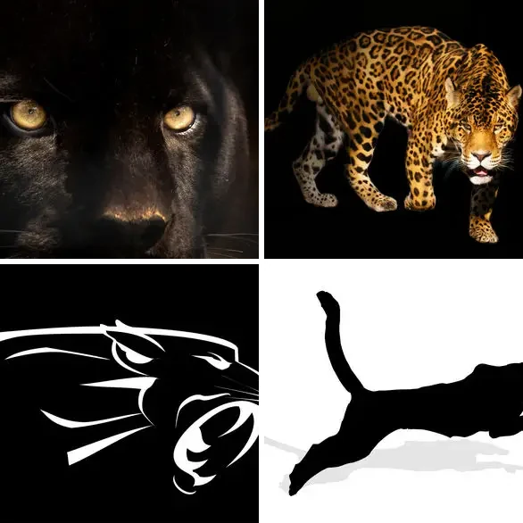 4 images 1 mot 8 lettres : solution PANTHERE