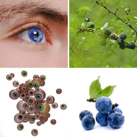 4 images 1 mot 8 lettres : solution PRUNELLE