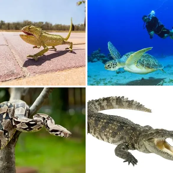 4 images 1 mot 8 lettres : solution REPTILES