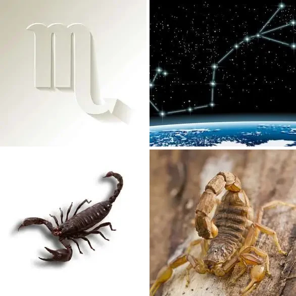 4 images 1 mot 8 lettres : solution SCORPION