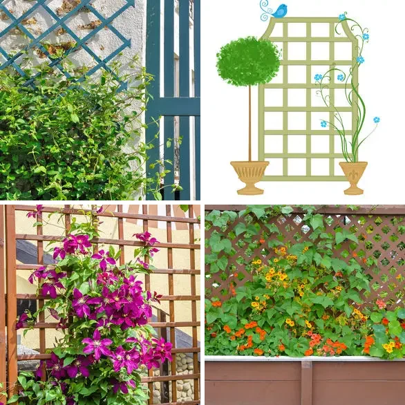 4 images 1 mot 8 lettres : solution TREILLIS