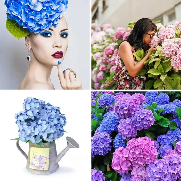 4 images 1 mot 9 lettres : solution HORTENSIA