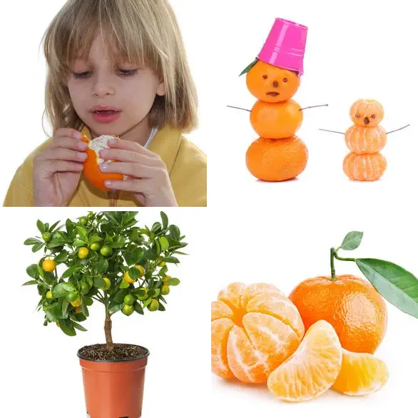 4 images 1 mot 9 lettres : solution MANDARINE