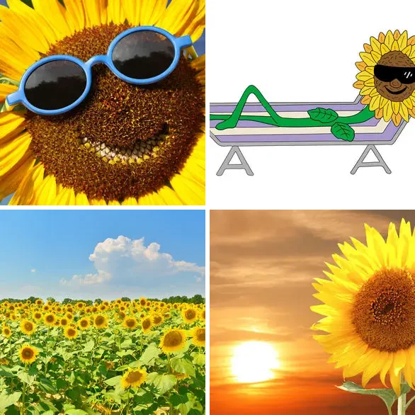 4 images 1 mot 9 lettres : solution TOURNESOL